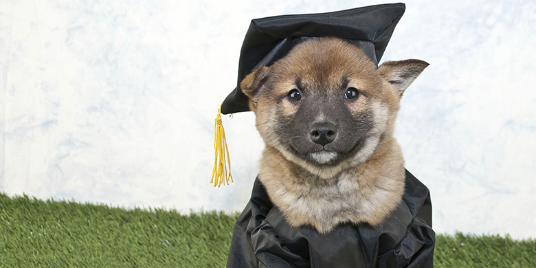 Graduating Puppy
