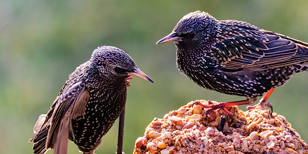 Two birds eating seeds. 