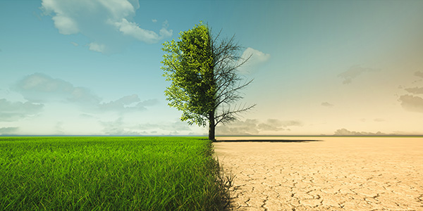 An image illustrating climate change with a lush green field and tree on the left site and a dried up tree and parched ground on the right.